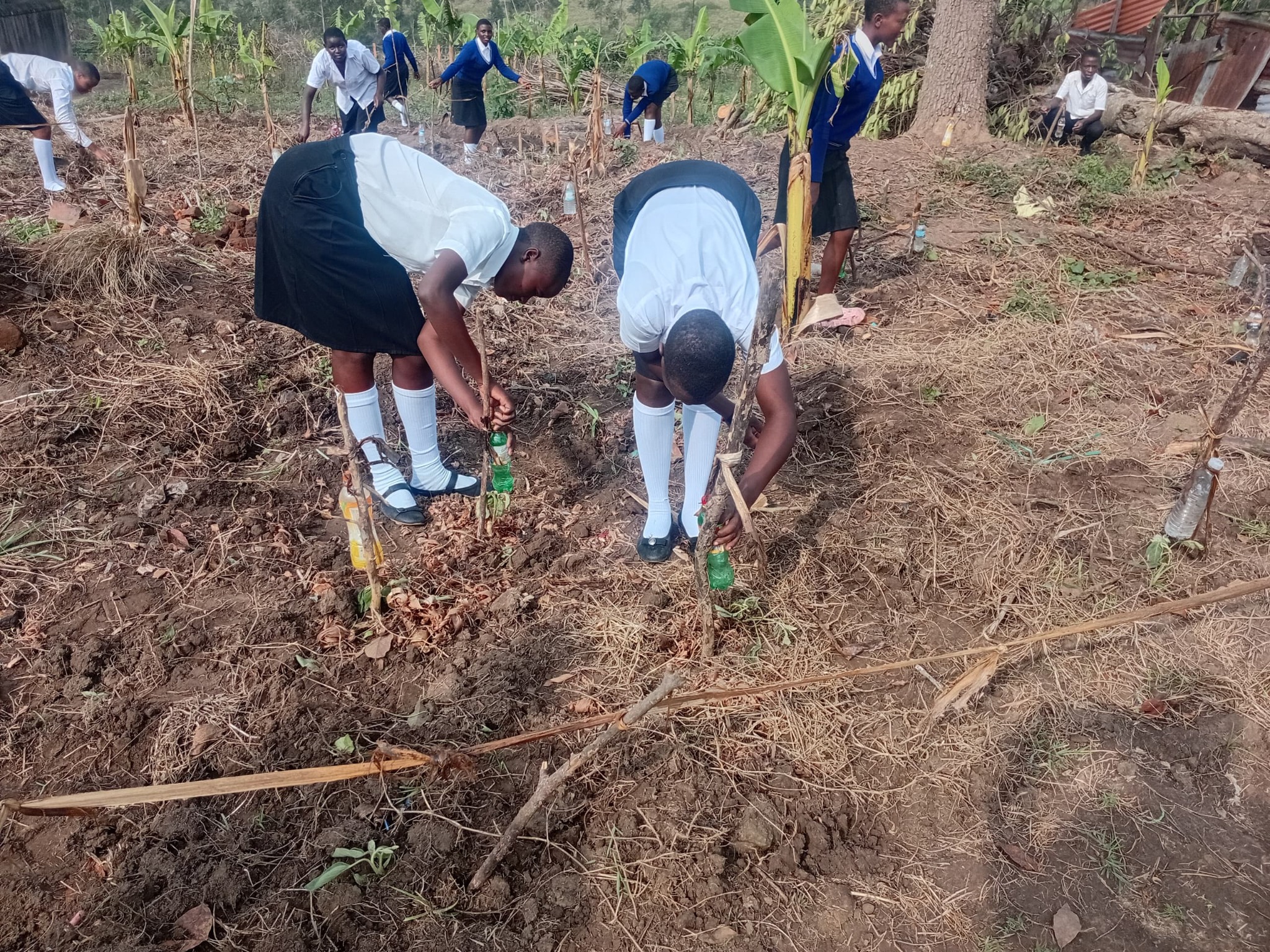 Nyabiteete Secondary School students planting trees